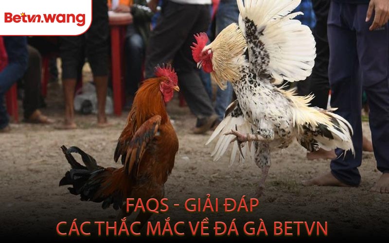 FAQs - Giải Đáp Các Thắc Mắc Về Đá Gà BETVN