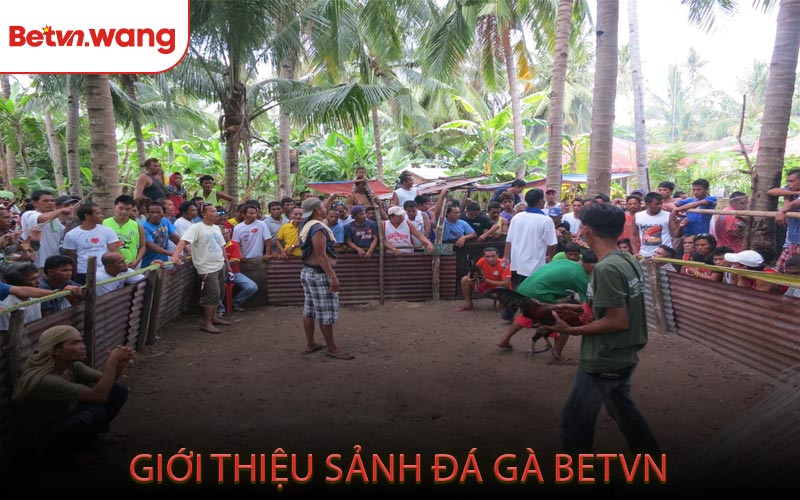 Giới Thiệu Sảnh Đá Gà BETVN